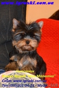 Щенки йоркширского терьера питомника Моя Малютка