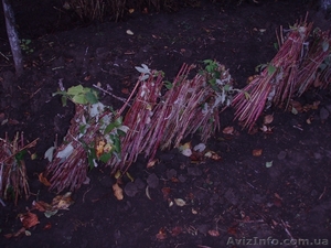 саженцы ремонтантной малины Polana