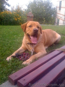 Кобель лабрадора для вязки