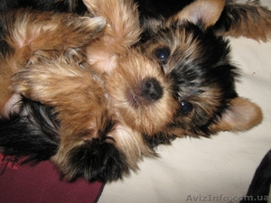  мини йорк  вечный малыш