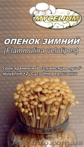 Мицелий вешенки,  шампиньона