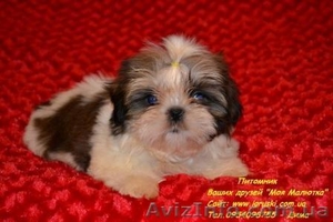 Кукольные щеночки ши-тцу!