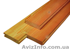 Лиственница сибирская Киев