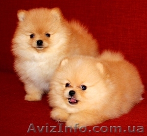 Померанский шпиц - золотой щенок для вас