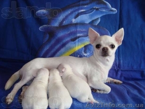 ЧИХУАХУА - породные, ексклюзивные МИНИ-щенки!