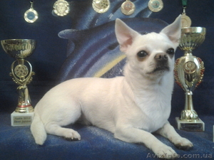 ЧІХУАХУА - пропонується для в