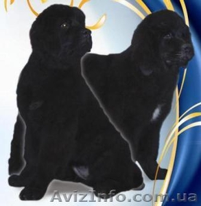 Щенки ньюфаундленда (в народе-водолаз) в Киеве