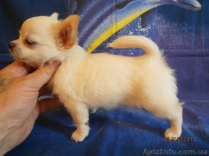 ЧІХУАХУА - породний,  еффектний МІНІ-кобельок !
