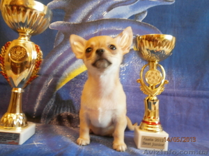 Чіхуахуа - чарівна,  мініатюрна дівчинка!
