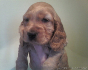 Английский кокер-спаниель - породные щенки!