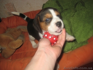 Бигль - это добрая,  ласковая и веселая собака. 