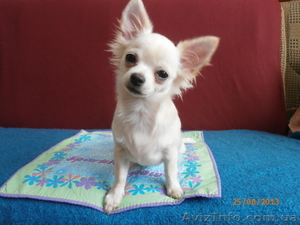 Еффектний підрощений,  породний кобельок ЧІХУАХУА!