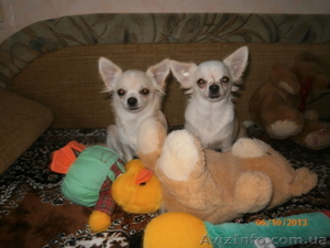 Очаровательные мальчишки ЧИХУАХУА!