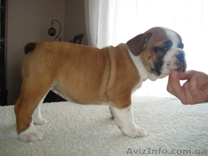 Цуценя англійського бульдога