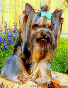 Вязка с мини Йорком,  с инструктором