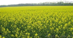 =купим подсолнечник,  рапс,  пшеницу,  сою,  кукурузу,  ячмень.=