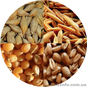 ; купим рапс  пшеницу  сою  кукурузу  ячмень  подсолнечник