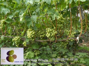 Чубуки винограду- близько 170 сортів і г. ф. - <ro>Изображение</ro><ru>Изображение</ru> #1, <ru>Объявление</ru> #1183077