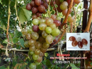 Чубуки винограду- близько 170 сортів і г. ф. - <ro>Изображение</ro><ru>Изображение</ru> #2, <ru>Объявление</ru> #1183077