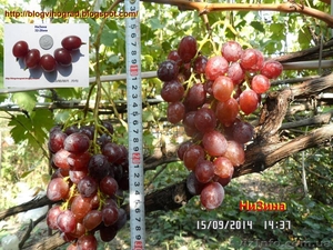 Чубуки винограду- близько 170 сортів і г. ф. - <ro>Изображение</ro><ru>Изображение</ru> #4, <ru>Объявление</ru> #1183077