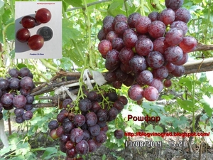 Чубуки винограду- близько 170 сортів і г. ф. - <ro>Изображение</ro><ru>Изображение</ru> #5, <ru>Объявление</ru> #1183077