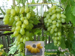 Чубуки винограду- близько 170 сортів і г. ф. - <ro>Изображение</ro><ru>Изображение</ru> #6, <ru>Объявление</ru> #1183077