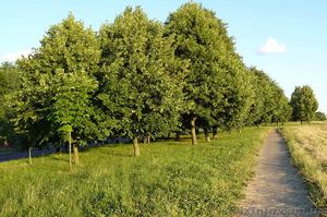 Продам саженцы неплодоносящих деревьев - <ro>Изображение</ro><ru>Изображение</ru> #2, <ru>Объявление</ru> #1220837