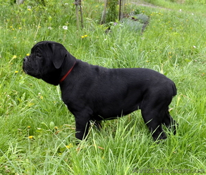 Щенки кане корсо черные девочки 