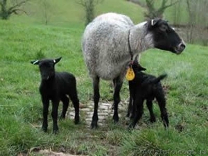 Фермерськое господарство продає ягнята гіссарської і вівці романовської  породи ,козлята Заанінской породы  - <ro>Изображение</ro><ru>Изображение</ru> #1, <ru>Объявление</ru> #1290383