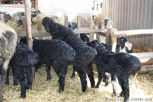Фермерськое господарство продає ягнята гіссарської і вівці романовської  породи ,козлята Заанінской породы  - <ro>Изображение</ro><ru>Изображение</ru> #2, <ru>Объявление</ru> #1290383