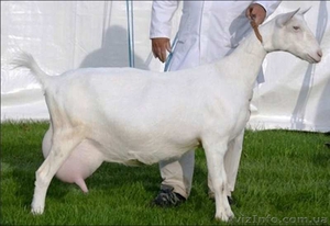 Фермерськое господарство продає ягнята гіссарської і вівці романовської  породи ,козлята Заанінской породы  - <ro>Изображение</ro><ru>Изображение</ru> #3, <ru>Объявление</ru> #1290383