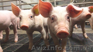 Водоподготовка для поения свиней