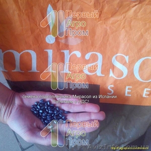 Семена подсолнечника для засушливых регионов - Mirasol seed - <ro>Изображение</ro><ru>Изображение</ru> #1, <ru>Объявление</ru> #1517401