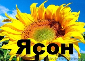 Продаємо  насіння гібриду соняшнику Ясон (106-108дн)  - <ro>Изображение</ro><ru>Изображение</ru> #1, <ru>Объявление</ru> #1514603