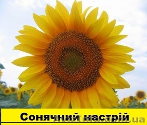 Соняшникове насіння гібриду  – «Сонячний настрій» - <ro>Изображение</ro><ru>Изображение</ru> #1, <ru>Объявление</ru> #1513765