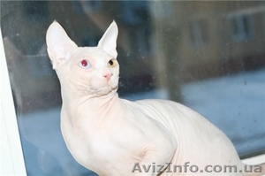 Канадский сфинкс,кот для вязок - <ro>Изображение</ro><ru>Изображение</ru> #2, <ru>Объявление</ru> #824115