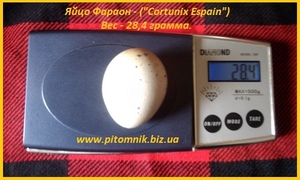 Яйца инкубационные перепела Фараон (селекция Espana). - <ro>Изображение</ro><ru>Изображение</ru> #3, <ru>Объявление</ru> #1711190