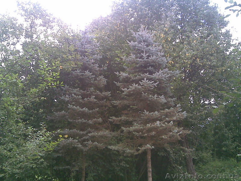 Голубые ели, Туи - <ro>Изображение</ro><ru>Изображение</ru> #1, <ru>Объявление</ru> #60139