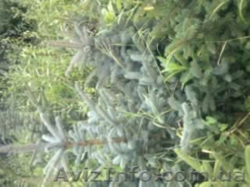 Голубые ели, Туи - <ro>Изображение</ro><ru>Изображение</ru> #2, <ru>Объявление</ru> #60139