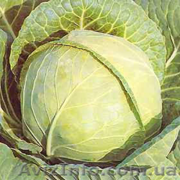 Реализуем овощи со своего огорода. - <ro>Изображение</ro><ru>Изображение</ru> #2, <ru>Объявление</ru> #52137