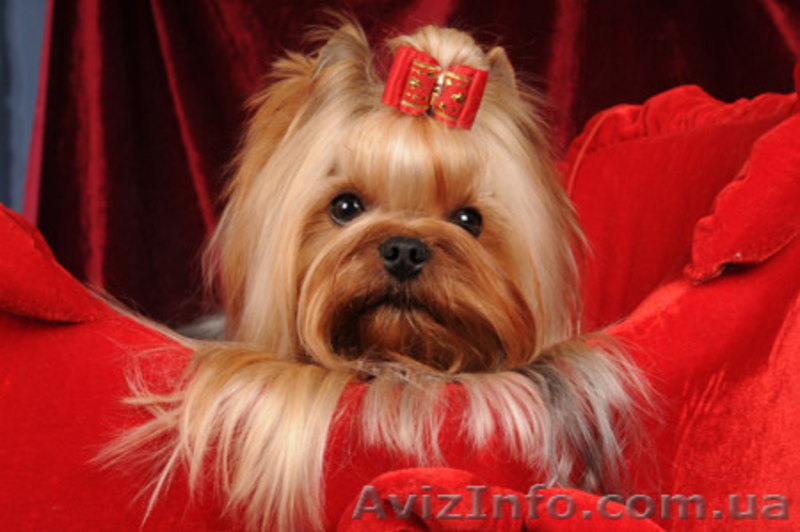 Чихуахуа,,            - <ro>Изображение</ro><ru>Изображение</ru> #3, <ru>Объявление</ru> #91758