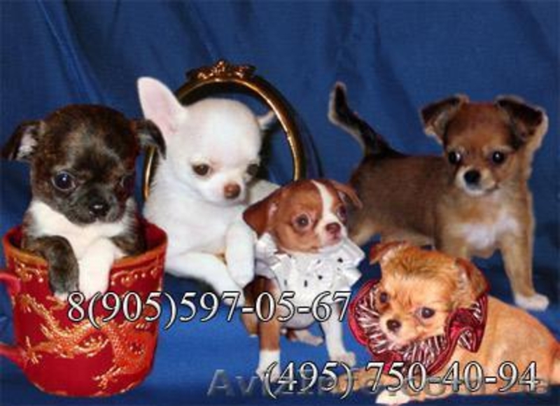 Русский Той-терьер и Чихуахуа мини щенки, чудесные красавцы - <ro>Изображение</ro><ru>Изображение</ru> #2, <ru>Объявление</ru> #123477