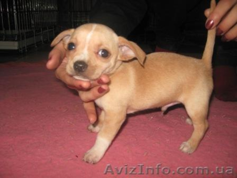 Чихуахуа,,Доставка - <ro>Изображение</ro><ru>Изображение</ru> #1, <ru>Объявление</ru> #121231