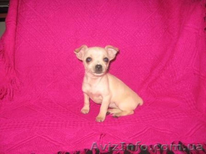 Чихуахуа,,Доставка - <ro>Изображение</ro><ru>Изображение</ru> #3, <ru>Объявление</ru> #121231