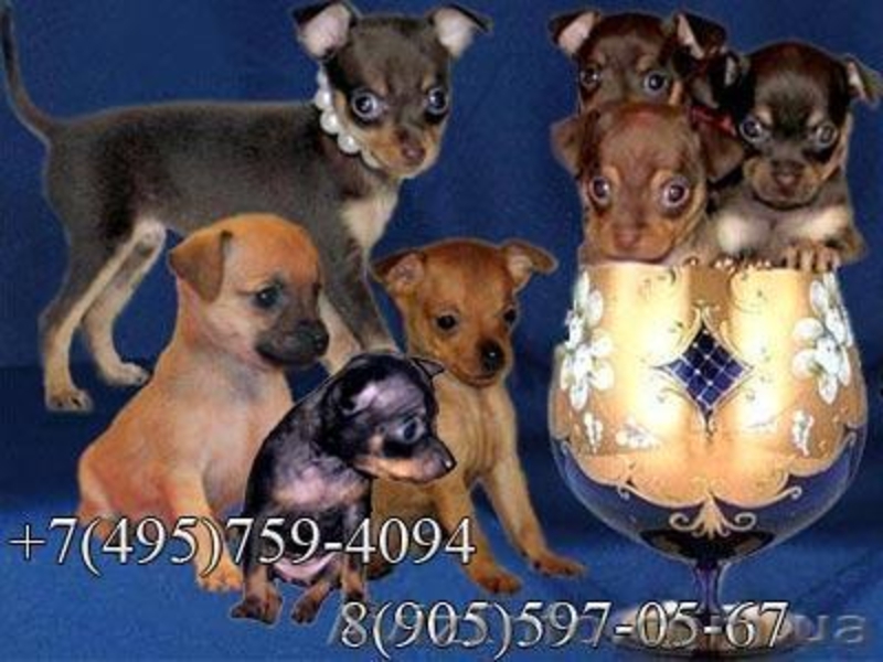 Русский Той-терьер и Чихуахуа мини щенки, чудесные красавцы - <ro>Изображение</ro><ru>Изображение</ru> #3, <ru>Объявление</ru> #123477