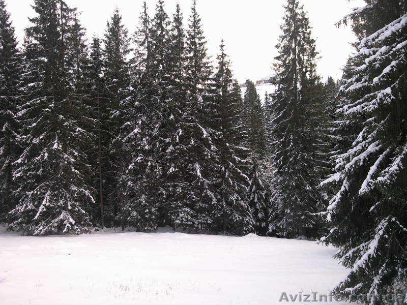 11 км. от Буковеля - <ro>Изображение</ro><ru>Изображение</ru> #5, <ru>Объявление</ru> #137136