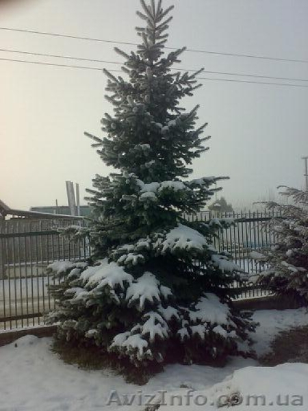 Продаж ялинок: голубі, дугласія, сосни різних розмірів від 1 до 8 метрів висоти. - <ro>Изображение</ro><ru>Изображение</ru> #1, <ru>Объявление</ru> #159007