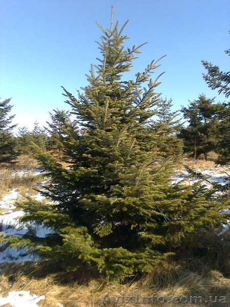 Продаж ялинок: голубі, дугласія, сосни різних розмірів від 1 до 8 метрів висоти. - <ro>Изображение</ro><ru>Изображение</ru> #3, <ru>Объявление</ru> #159007