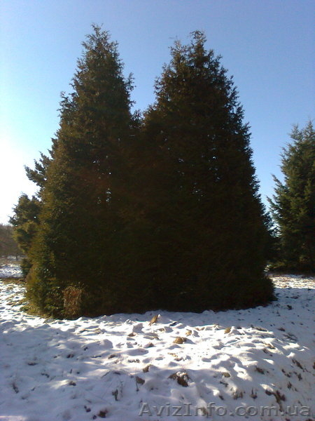 Продаж ялинок: голубі, дугласія, сосни різних розмірів від 1 до 8 метрів висоти. - <ro>Изображение</ro><ru>Изображение</ru> #5, <ru>Объявление</ru> #159007