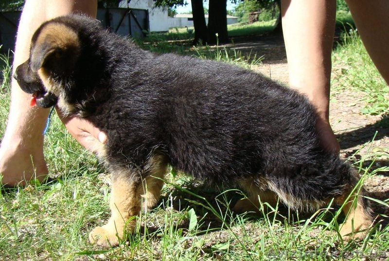   Питомник ТЕРЕН предлагает щенков немецкой овчарки - <ro>Изображение</ro><ru>Изображение</ru> #3, <ru>Объявление</ru> #295790